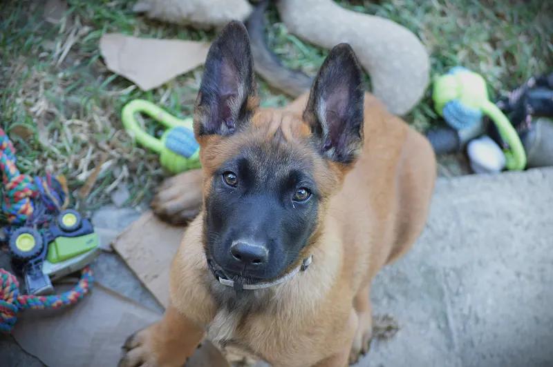 Belgický ovčák MALINOIS s PP - 1