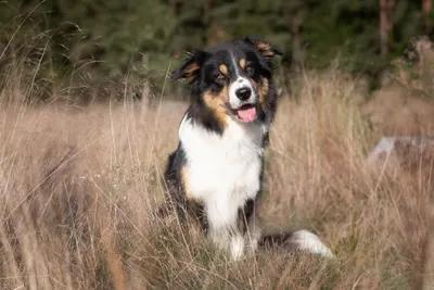 Nabídka krycího psa border collie