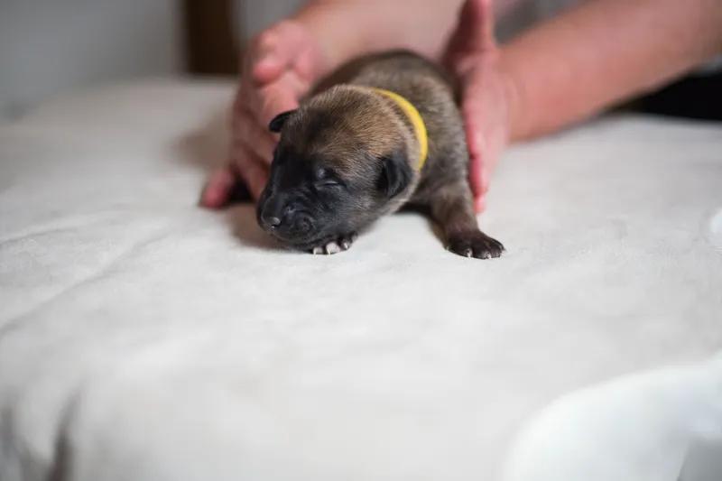Štěňata Belgického ovčáka Malinois - 1