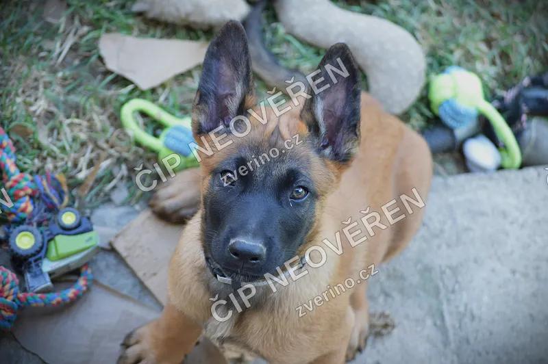 Belgický ovčák MALINOIS s PP - 1