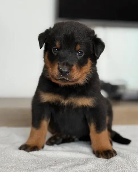 Štěně beaucerona s PP (FCI) Rokycany - 1
