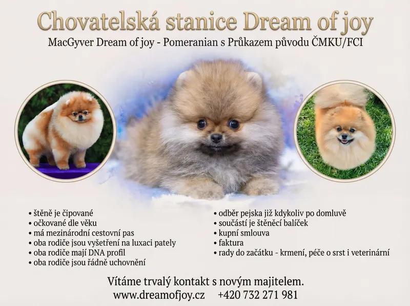 Pomeranian s PP ČMKU/FCI - 1