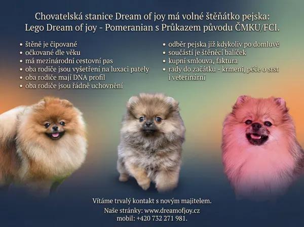 Pomeranian s PP ČMKU/FCI