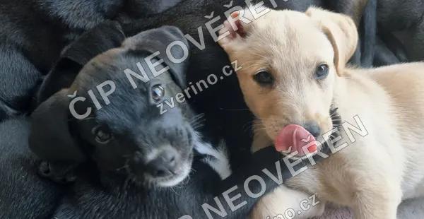 Krásná štěňátka kříženců hledají milující domov