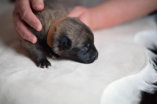 Štěňata Belgického ovčáka Malinois