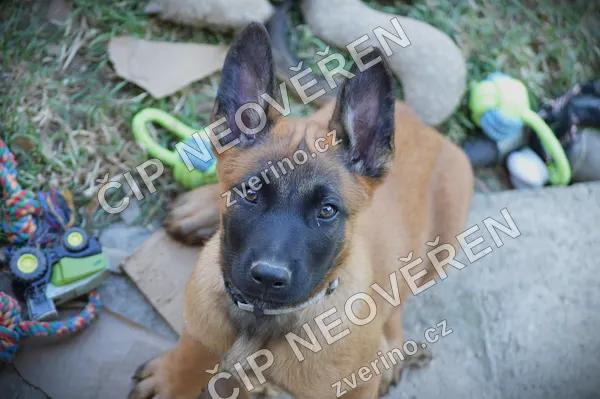 Belgický ovčák MALINOIS s PP