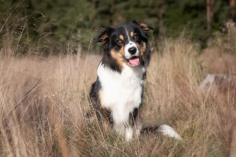 Nabídka krycího psa border collie - 1
