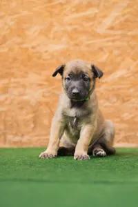 Špičková pracovní štěňata Malinois (Belgický ovčák) s úžasnou povahou – ch.s. Belrott