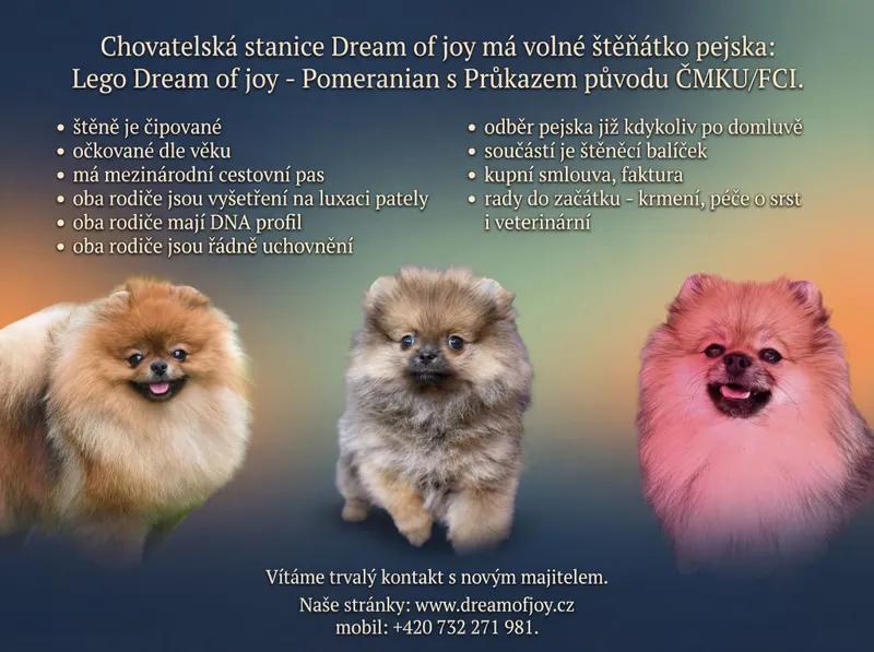 Pomeranian s PP ČMKU/FCI - 1