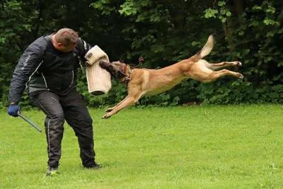 Špičková pracovní štěňata Malinois (Belgický ovčák) s úžasnou povahou – ch.s. Belrott