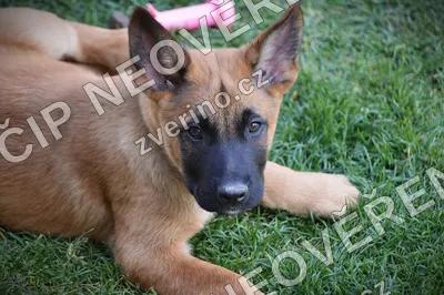 Belgický ovčák MALINOIS s PP