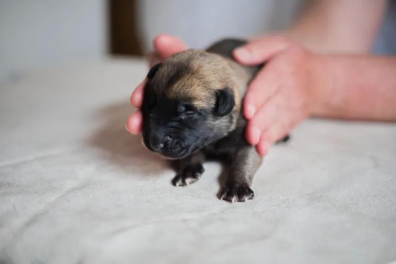 Štěňata Belgického ovčáka Malinois - 1