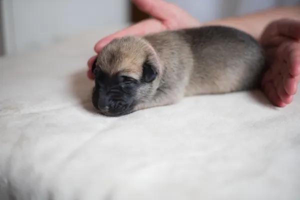 Štěňata Belgického ovčáka Malinois