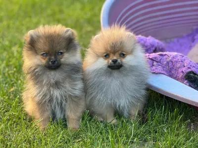 Pomeranian s PP ČMKU/FCI