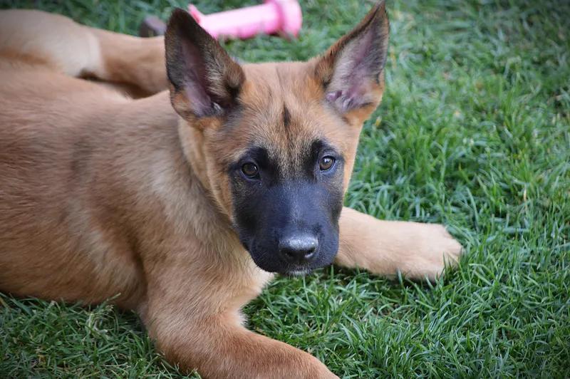 Belgický ovčák MALINOIS s PP - 1