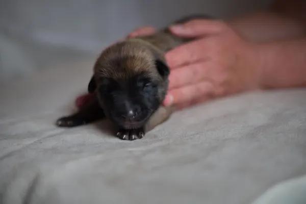 Štěňata Belgického ovčáka Malinois
