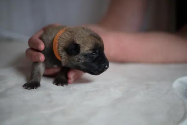 Štěňata Belgického ovčáka Malinois