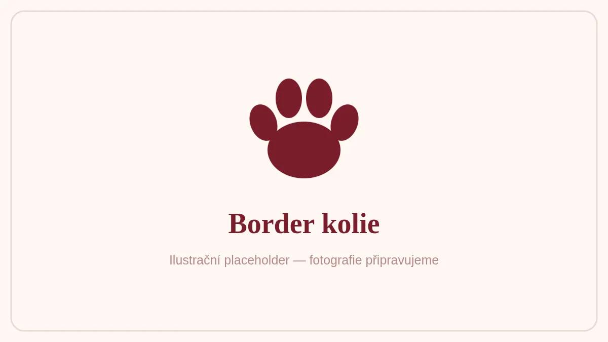 Border kolie