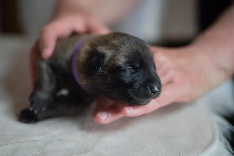 Štěňata Belgického ovčáka Malinois - 1
