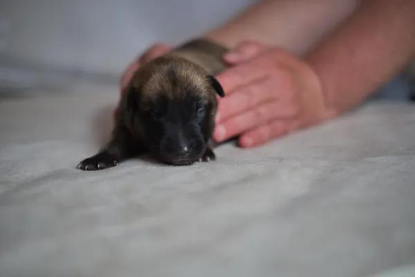 Štěňata Belgického ovčáka Malinois
