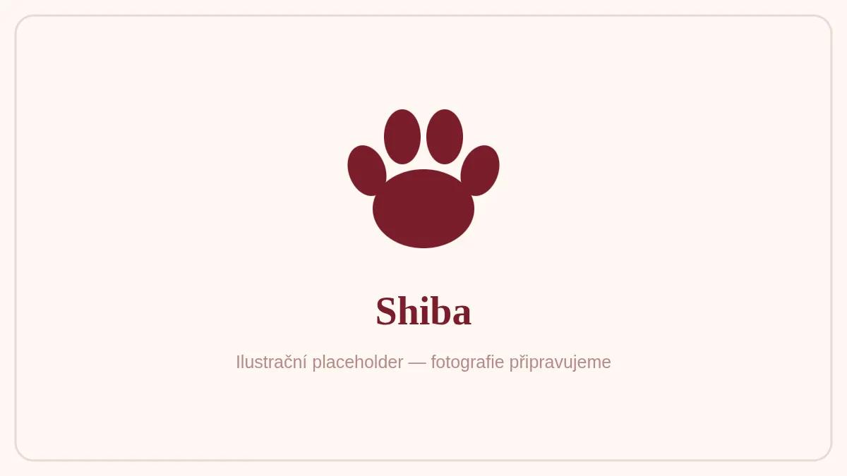 Shiba