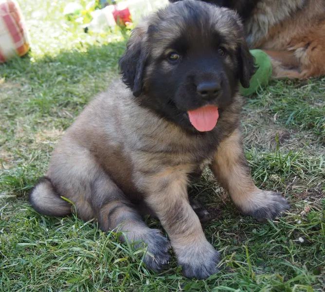 Prodej štěněte leonbergera s PP - 1